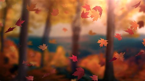 Fall Woods 12 | Motion Video Background