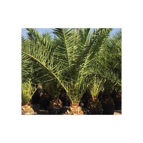 Phoenix Canariensis Palmiers Du Monde Taille Phoenix Canariensis 45