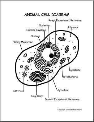 Animal Cell Diagram Labeled Black And White