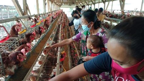 Harga Ayam Petelur Newstempo