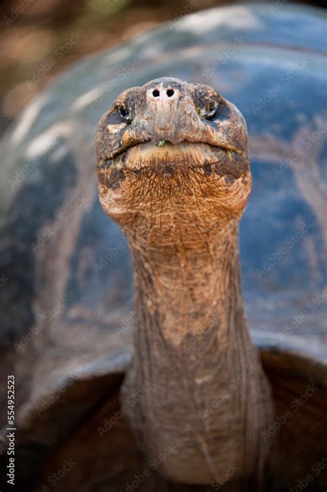 Close Up Portrait Of A Galapagos Tortoise Chelonoidis Nigra At The