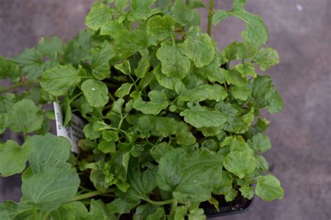 Nasturtium Officinale Echte Brunnenkresse Flora Di Berna