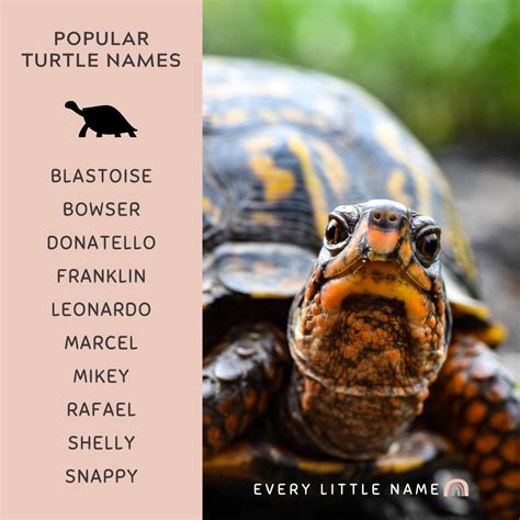 310+ Best Turtle Names (Cute, Funny, and Turtle-ly Awesome) - Every ...