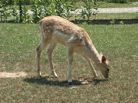 Deer & Fawns 2 Free Photo Download | FreeImages