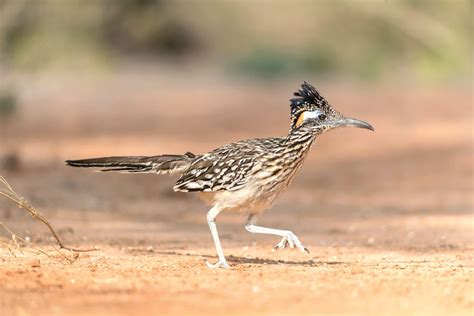 A roadrunner rundown - 101 Highland Lakes