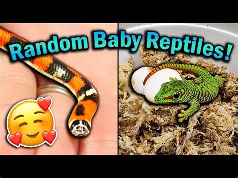 Recent Baby Reptiles That Have Hatched YouTube