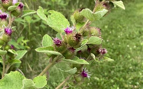 Common Burdock Davis Prairie