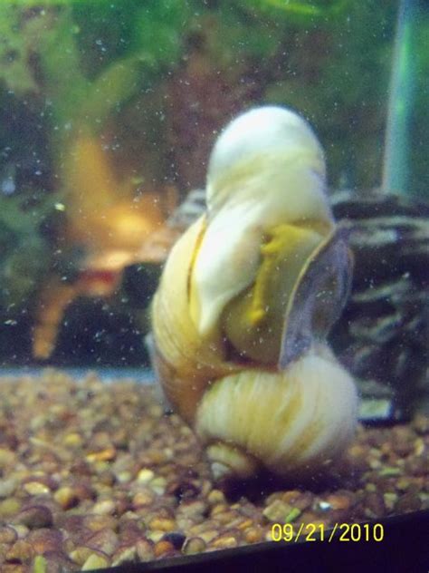 Apple Snail has Huge BUBBLE in flesh | AquariaCentral.com