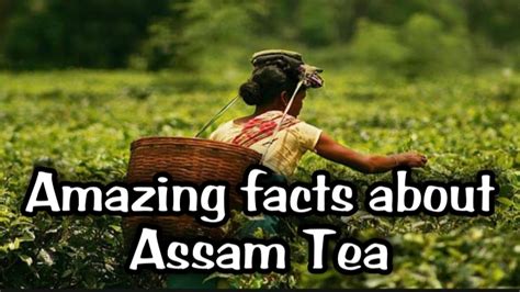 Amazing Facts About Assam Tea Edunation19