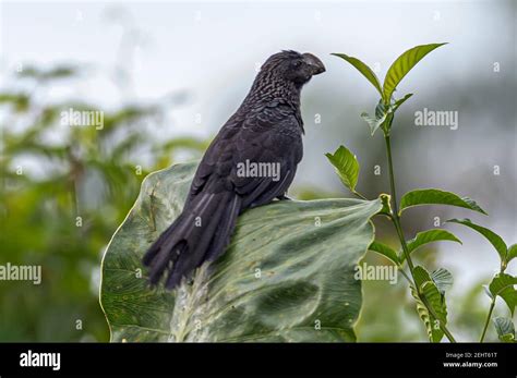 Smooth Billed Ani Crotophaga Ani Napo River Amazon Rainforest