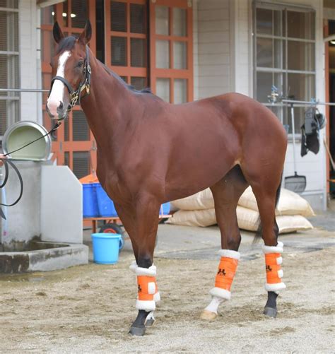 【秋華賞】展開から浮上するのはこの馬だ競馬・レースデイリースポーツ Online