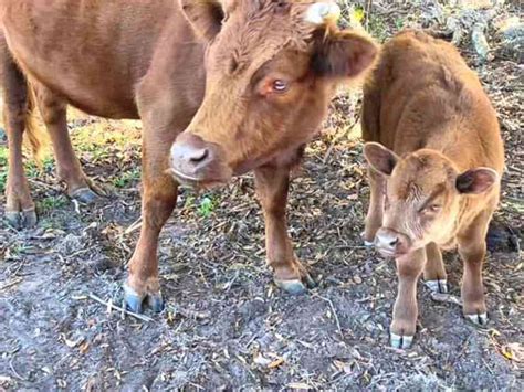 The Best Homestead Cattle: Dairy Cow VS Beef Cow » Kowalski Mountain