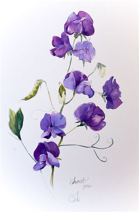 Sweet Pea Botanical Sketch In Watercolor Watercolor Flowers Paintings