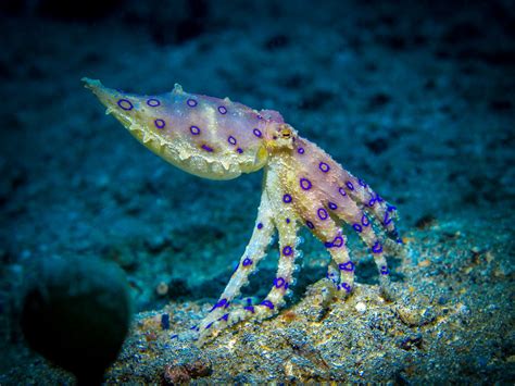 Blue Ringed Octopus Has Enough Venom To Kill Adult Humans Within