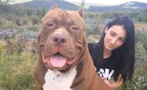 Hulk El Perro Más Grande Del Mundo El Gancho