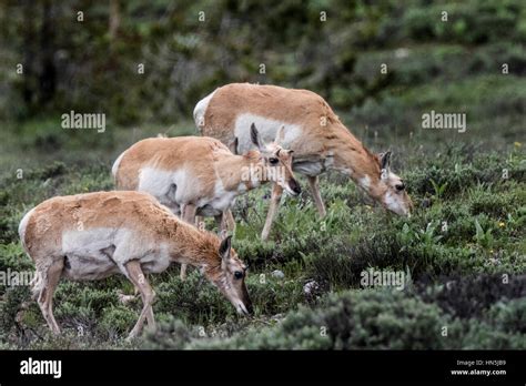 American Pronghorn Antelope Stock Photo - Alamy