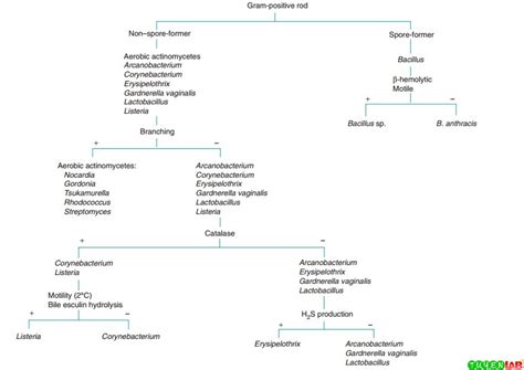 Schematic Diagram For The Identification Of Gram Positive Ba