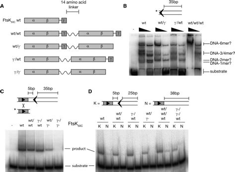 Molecular Mechanism Of Sequence Directed Dna Loading And Translocation