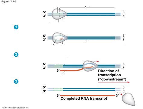 Stages of transcription Diagram | Quizlet 