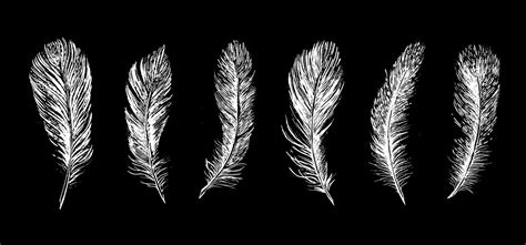 Feathers On White Background Hand Drawn Sketch Style 13335564 Vector