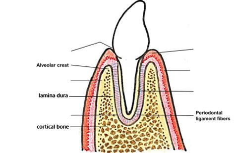 Lamina Dura