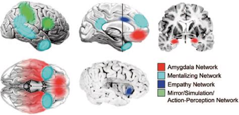 The Social Brain Four Brain Networks And Associated Component Brain