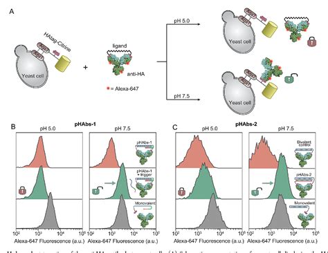 Figure 2 From Programmable Bivalent Peptidedna Locks For Ph Based