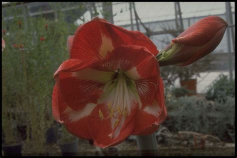 Hippeastrum Andstar Of Hollandand Amaryllisand Star Of Hollandand Bulbsrhs