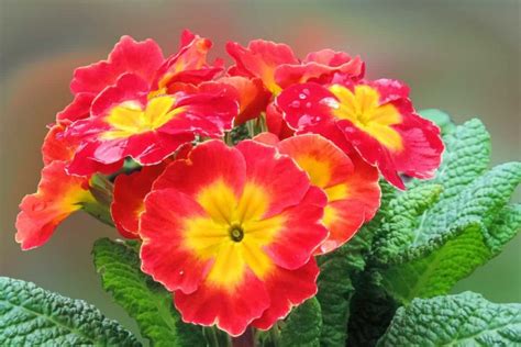 How To Grow Primrose In Your Garden Simple Steps Planting And Care