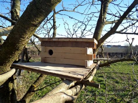 Diy Owl House Plans To Attract Birds Diys