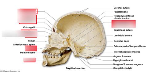 Sagittal View Of Skull