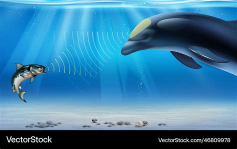 Dolphin echolocation infographics Royalty Free Vector Image