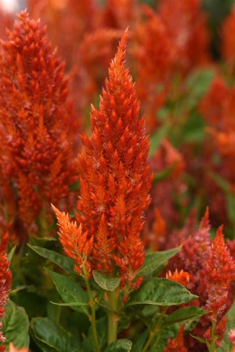 Celosia Sunday Orange Celosia Shades Of Green Inc