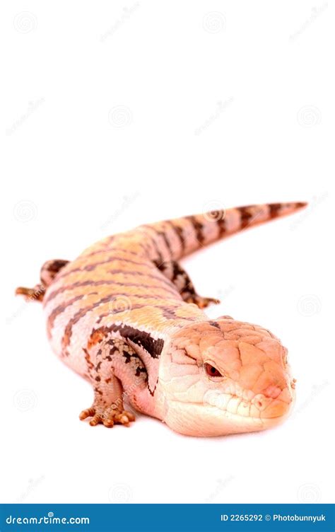 Blue Tongued Skink stock photo. Image of isolated, skink - 2265292