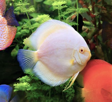 Snow White DIscus AJ Aquatics Inc