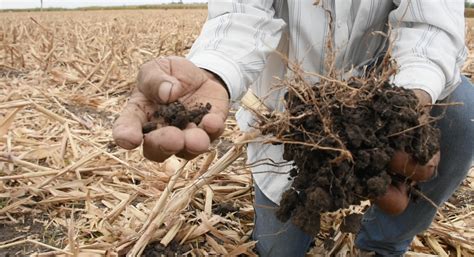 Sequía Principal Factor En La Pérdida De Producción Agropecuaria