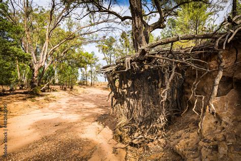 Erosion And Washed Away Soil And Exposed Tree Roots In A Dry River Bed