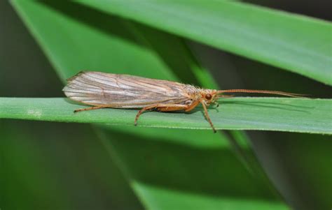 Tricotteri (Trichoptera) - BioPills