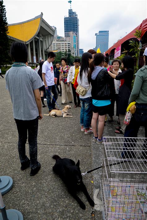 ※黑金的家※請疼惜這些無辜的小生命，以認養代替購買！ 狗狗 國父紀念館流浪動物送養會、四四南村（panasonic Dmc Lx5）