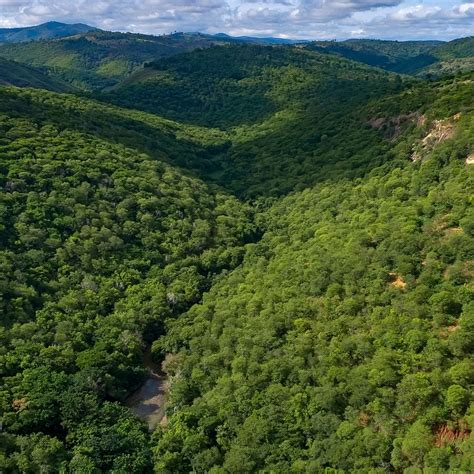 Sebasti O Salgado E A Esposa Plantaram Mais De Milh Es De Rvores