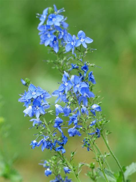 Fotos gratis naturaleza florecer hierba botánica azul jardín