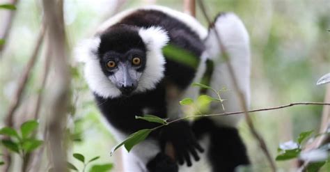 The 10 Most Amazing Rainforest Animals - A-Z Animals