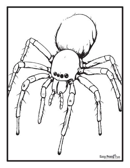 Printable Spider Coloring Pages – 30 Sheets - Easy Peasy and Fun