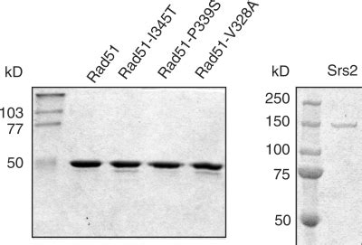 Rad Gain Of Function Mutants That Exhibit High Affinity Dna Binding