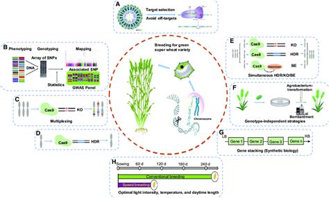 Breeding Of A Green Super Wheat Variety Through Crisprcas Mediated