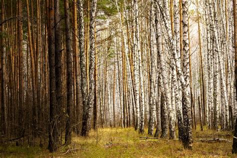 Un Bosque De Pinos Por Un Lado Y Por El Otro Foto De Archivo Imagen