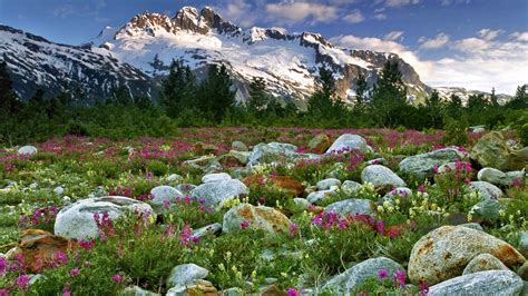 Meadow Mountains Wallpapers Wallpaper Cave