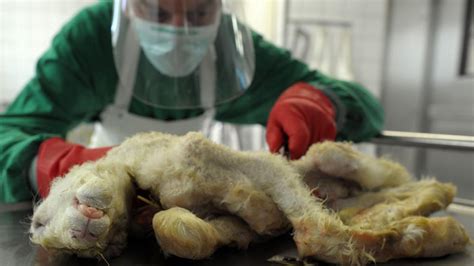 Schmallenberg Virus Schmallenberg Nicht Gl Cklich Als Virus