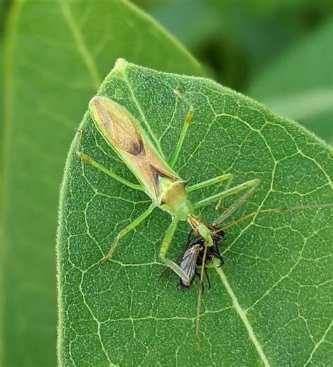 Pale Green Assassin Bug Zelus Luridus Bugguide Net