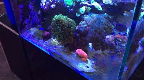 Custom Cade Reef Aquarium Youtube